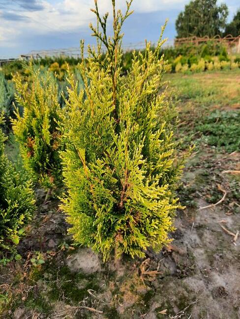 Tuja danica 25-30 cm