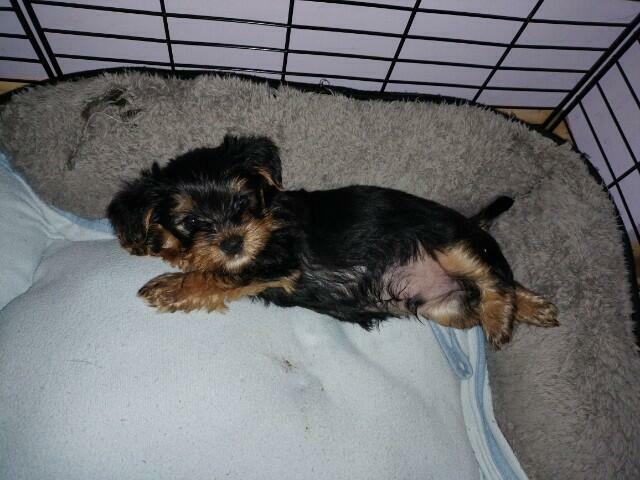 York, York 8tygodniowy chłopak