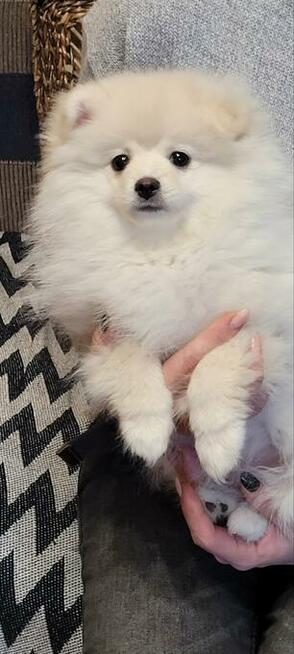 Pomeranian szpic dziewczynki