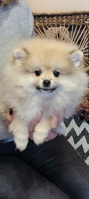 Pomeranian szpic dziewczynki