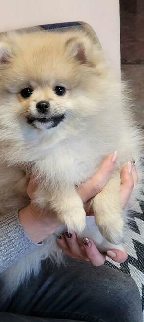 Pomeranian szpic dziewczynki