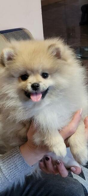 Pomeranian szpic dziewczynki