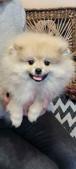 Pomeranian szpic dziewczynki