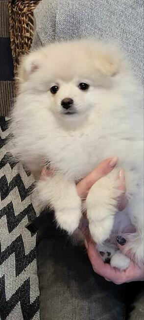 Pomeranian szpic dziewczynki