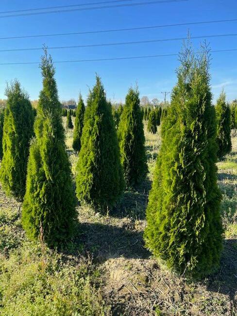 Sprzedam tuje brabant i szmaragd