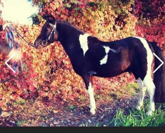 Kuc ogier krycie klaczy zaprasza