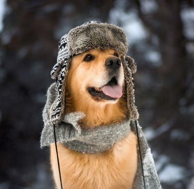 Golden Retriever ZKwP/FCI reproduktor/ krycie / złoty