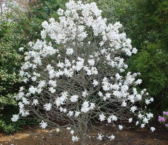 Magnolia gwiaździsta Waterlil. Możliwość wysyłki.
