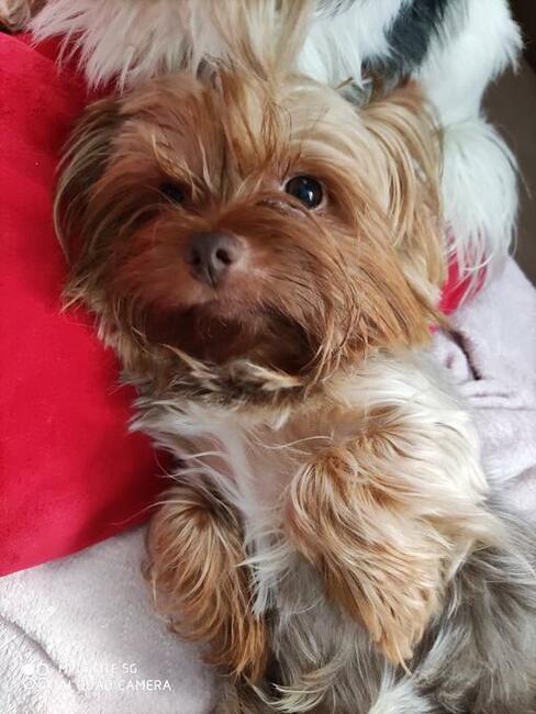 Sprzedam hodowlę Yorkshire terrier