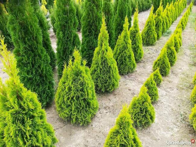 Tuja ,tuje Golden Szmaragd Janed Gold Transport , sadzimy !