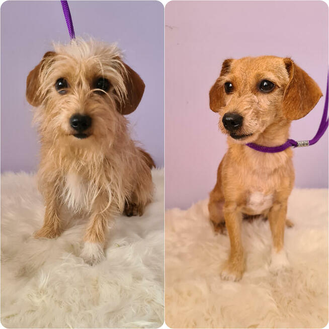 Psi fryzjer, strzyżenie psów, groomer