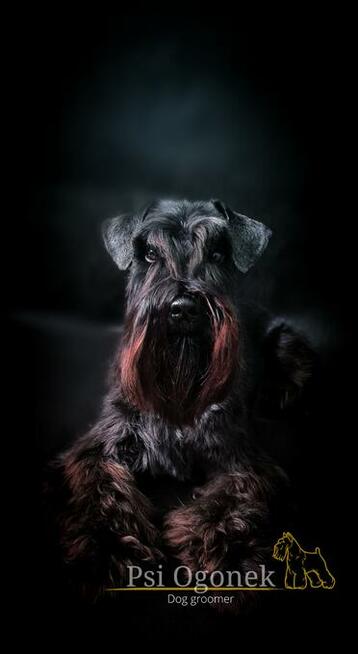 Psi fryzjer, strzyżenie psów, groomer