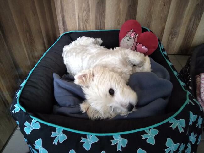 Hotel dla psów Gorzów Wlkp. SANTOCKO