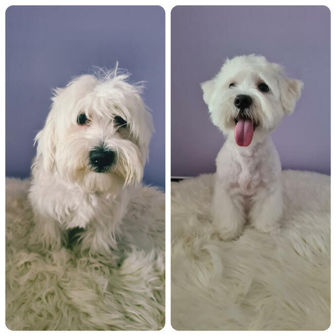 Psi fryzjer, strzyżenie psów, groomer