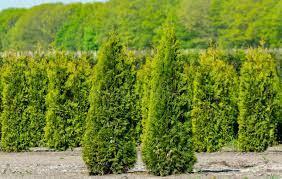 Tuja ,tuje Golden Szmaragd Janed Gold Transport , sadzimy !