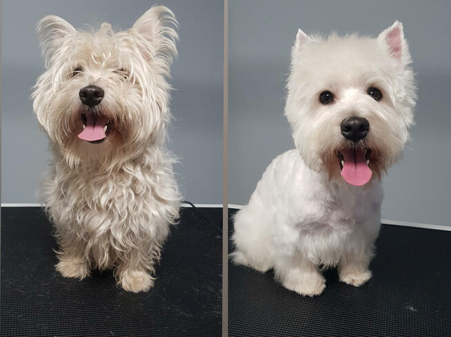 Psi fryzjer, strzyżenie psów, groomer