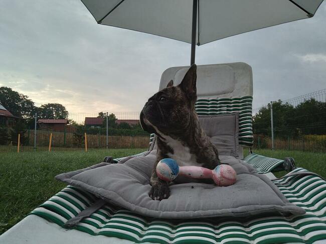 Hotel dla psów Gorzów Wlkp. SANTOCKO