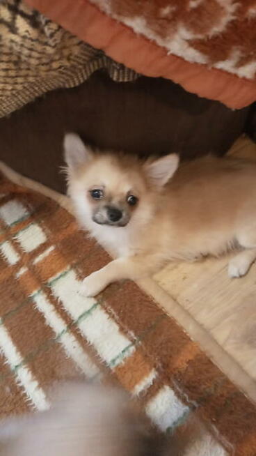 Dwie sunie długowłose chihuahua.