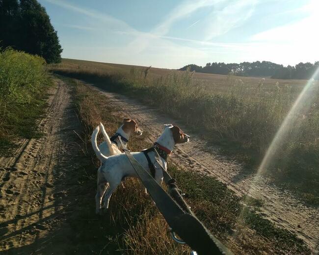 Hotel dla psów Gorzów Wlkp. SANTOCKO