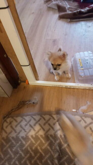 Dwie sunie długowłose chihuahua.