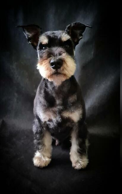 Psi fryzjer, strzyżenie psów, groomer