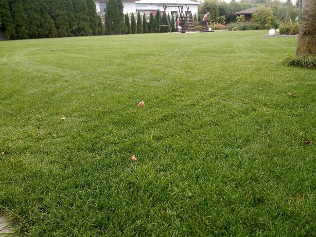 Ogrodnik, pielęgnacja, wertykulacja, zakładanie trawników