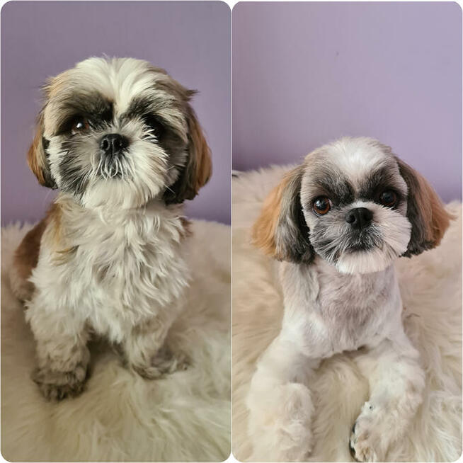 Psi fryzjer, strzyżenie psów, groomer