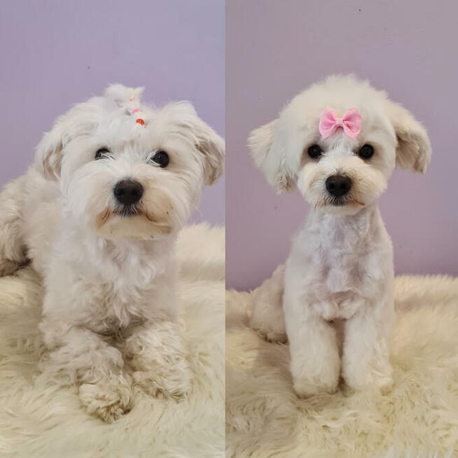 Psi fryzjer, strzyżenie psów, groomer