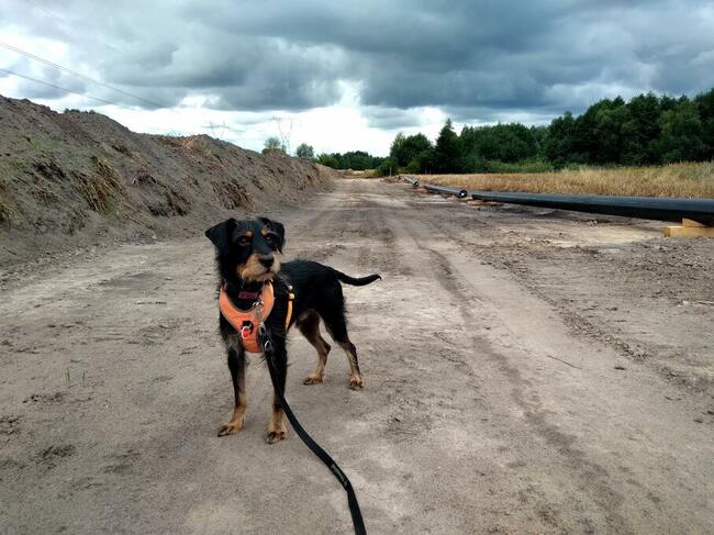 Hotel dla psów Gorzów Wlkp. SANTOCKO