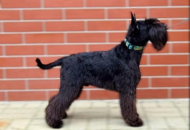 Psi fryzjer, strzyżenie psów, groomer