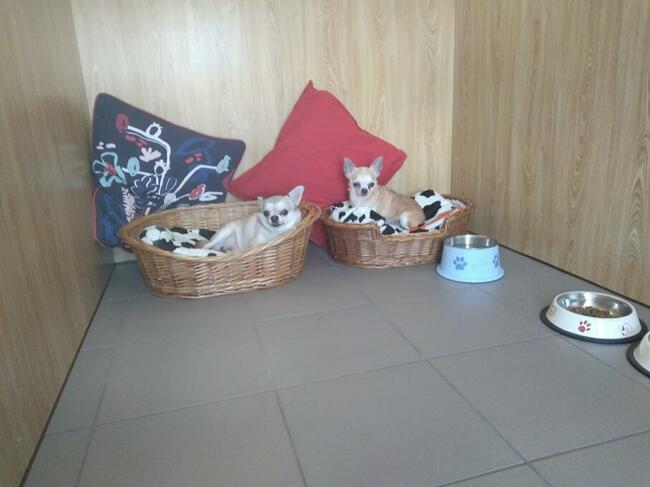 Hotel dla psów Gorzów Wlkp. SANTOCKO