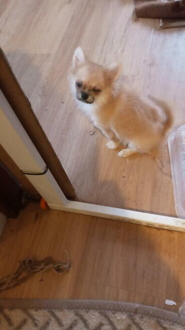 Dwie sunie długowłose chihuahua.