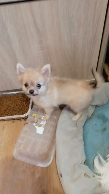 Dwie sunie długowłose chihuahua.