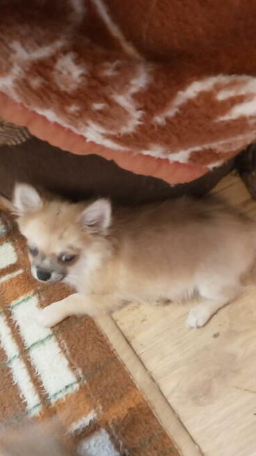 Dwie sunie długowłose chihuahua.