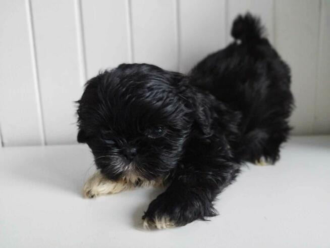 *** Shih Tzu Prześliczne Czarne Maluszki Po Malutkich Rodzic