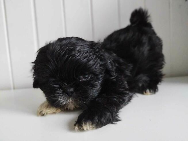 *** Shih Tzu Prześliczne Maluszki Po Malutkich Rodzic