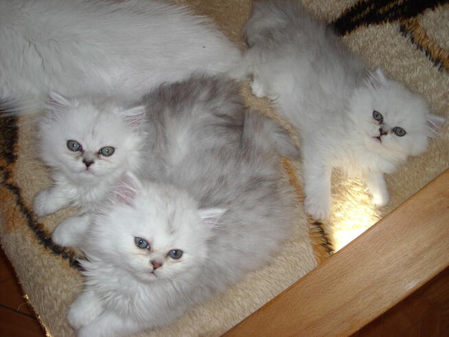 kocieta perskie-szynszylowe srebrzysto-biale