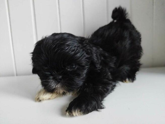 *** Shih Tzu Prześliczne Maluszki Po Malutkich Rodzic