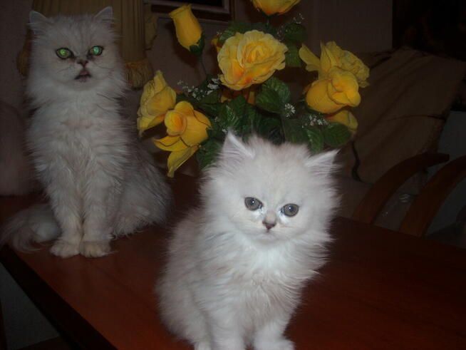 kocieta perskie-szynszylowe srebrzysto-biale