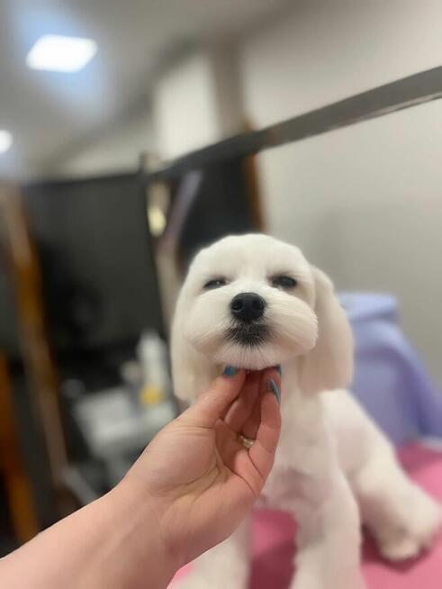 Strzyżenie i pielęgnacja zwierząt Salon Groomerski Łapka