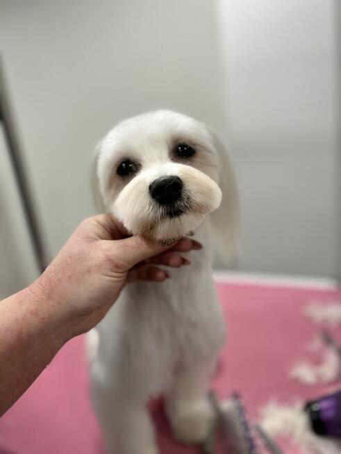 Strzyżenie i pielęgnacja zwierząt Salon Groomerski Łapka