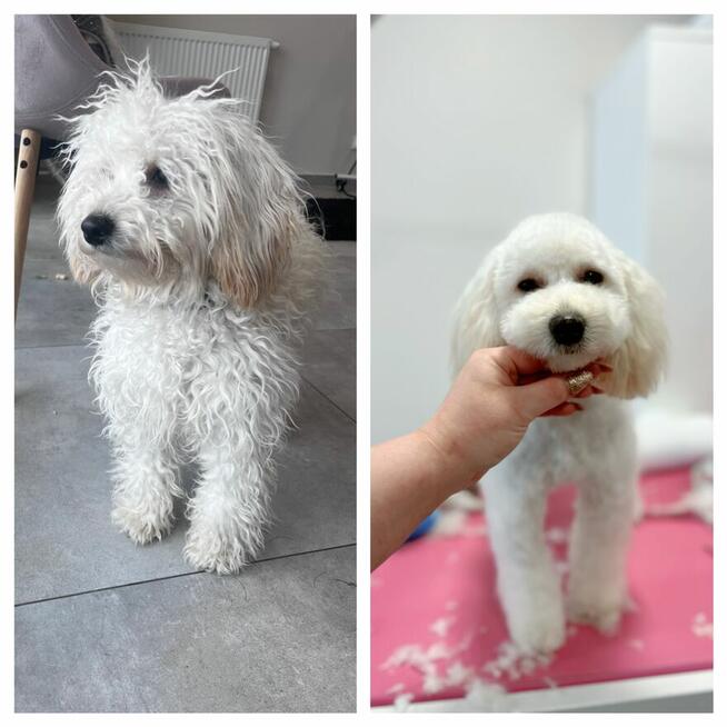 Strzyżenie i pielęgnacja zwierząt Salon Groomerski Łapka