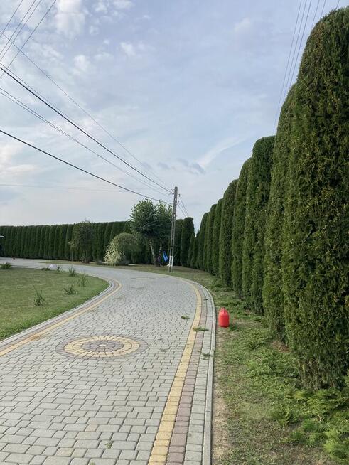 Usługi ogrodnicze, przycinanie, zakładanie trawnika