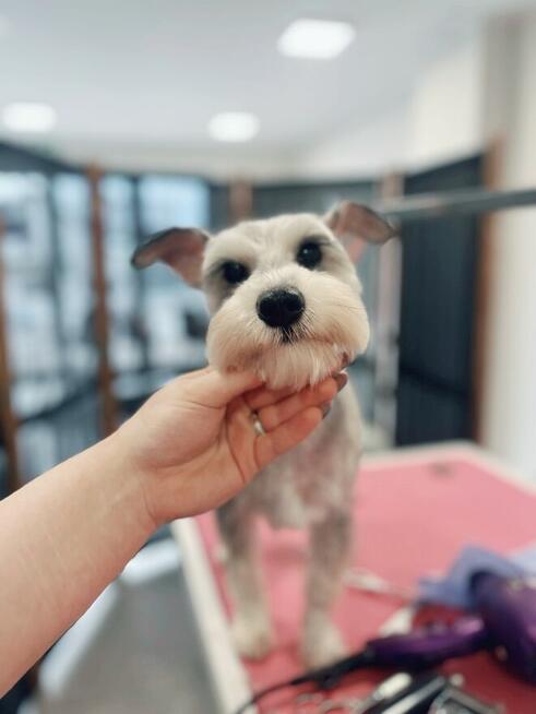 Strzyżenie i pielęgnacja zwierząt Salon Groomerski Łapka