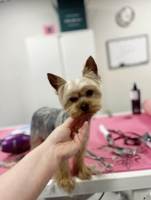 Strzyżenie i pielęgnacja zwierząt Salon Groomerski Łapka