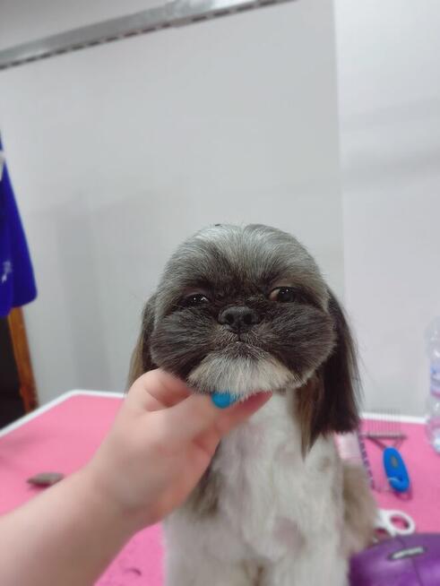 Strzyżenie i pielęgnacja zwierząt Salon Groomerski Łapka