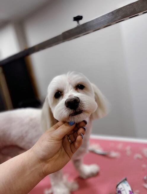 Strzyżenie i pielęgnacja zwierząt Salon Groomerski Łapka