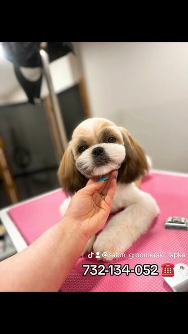 Strzyżenie i pielęgnacja zwierząt Salon Groomerski Łapka