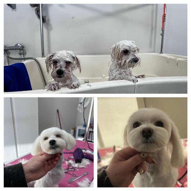 Strzyżenie i pielęgnacja zwierząt Salon Groomerski Łapka