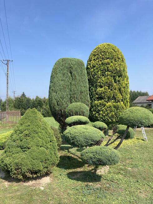 Usługi ogrodnicze, przycinanie, zakładanie trawnika